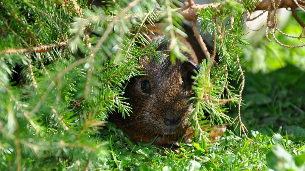 Guinea Pig’s Hiding Behavior How to Help and Encourage Your Pet