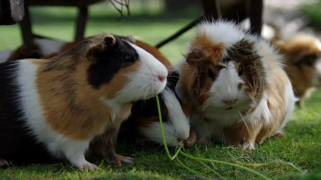 Guinea Pig’s Social Life Do Not Expect Much of Their Attention