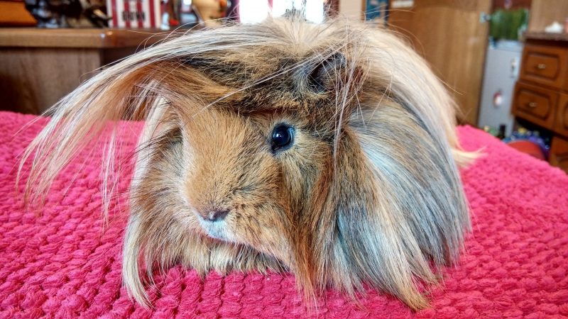 Hair Problems Associated With Long Haired Guinea Pigs