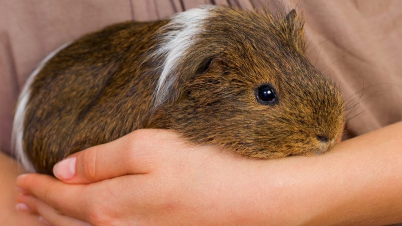 Health Care of Short Haired Guinea Pig Breeds