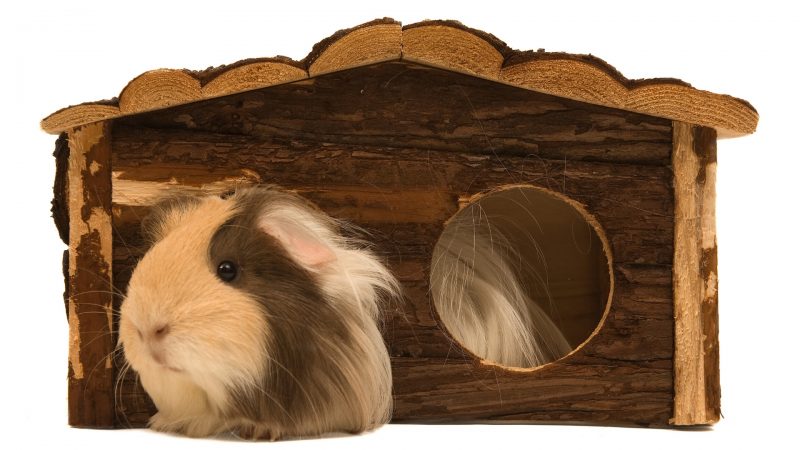 Hiding Places for Guinea Pigs Everything You Need to Know