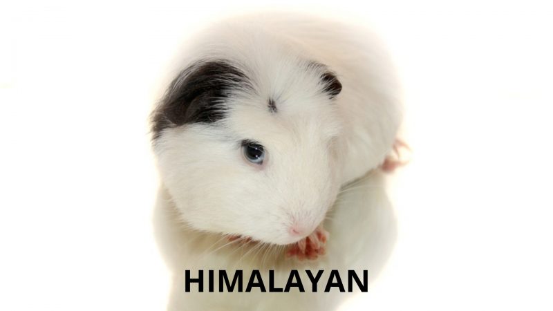 Himalayan Guinea Pig