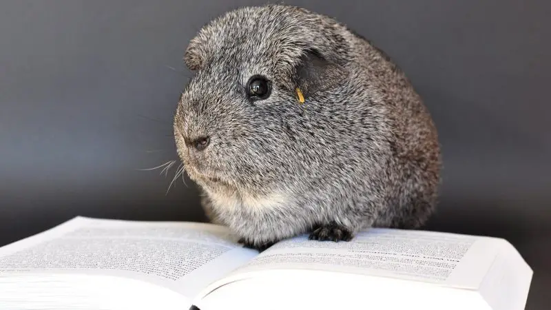 How Smart Are Guinea Pigs List of Amazing Facts