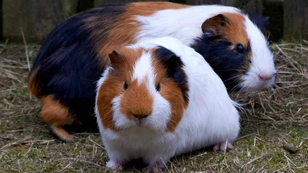 aggressive guinea pig