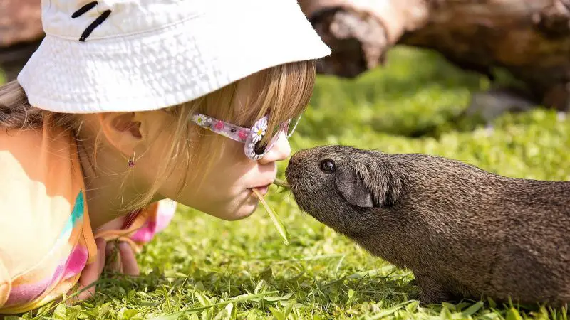 How to Make Use of the Guinea Pig Intelligence and Train Them