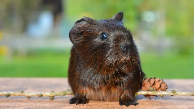 Information About Guinea Pigs
