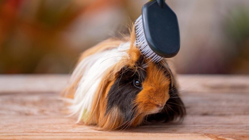 Long-Haired Guinea Pig Grooming Care