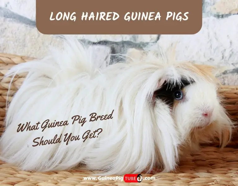 guinea pig long hair breeds