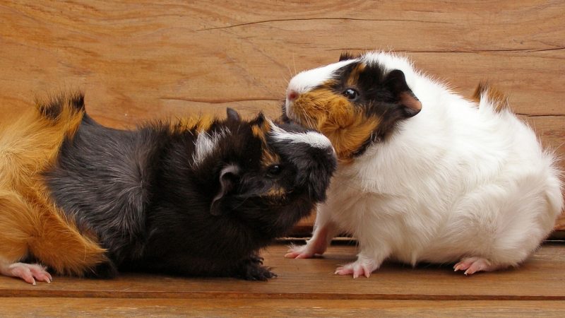 Low Levels of Social Aggression in Guinea pigs