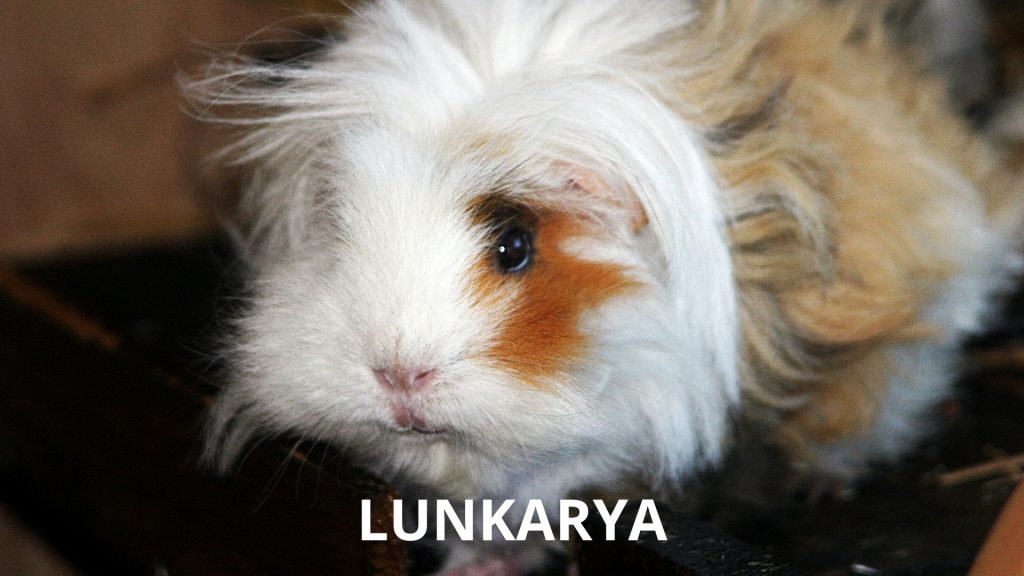 Lunkarya Long Haired Guinea Pig