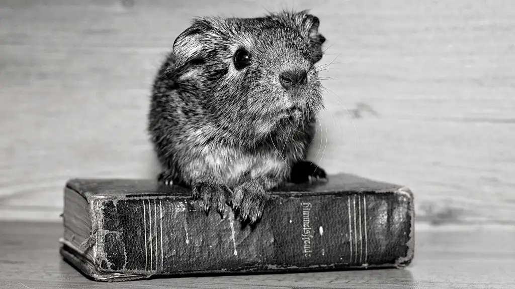 Origins of a Guinea Pig’s Name