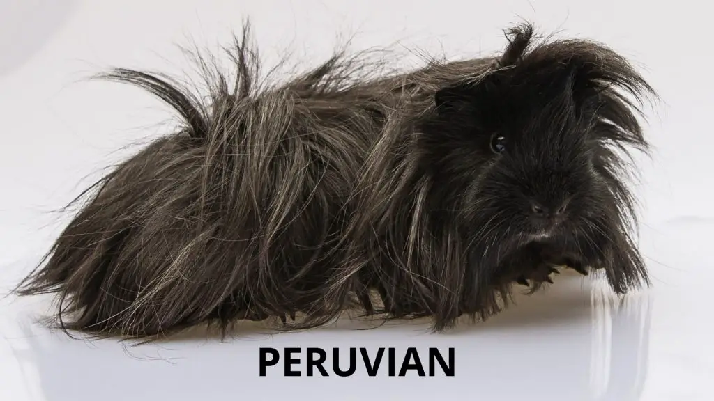 Peruvian Long Haired Guinea Pig