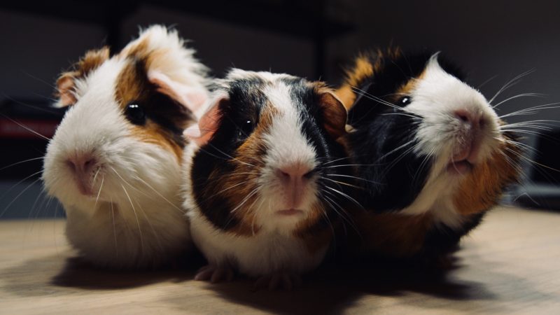 Reasons Why Guinea Pigs Are Socially Active Animals