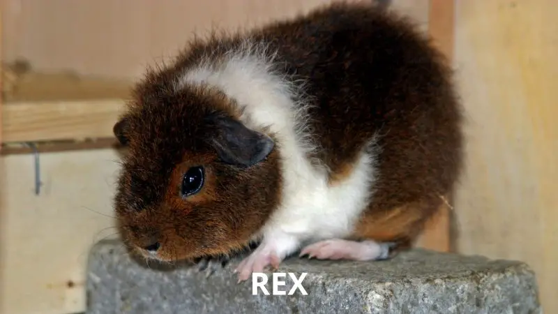 Rex Guinea Pig