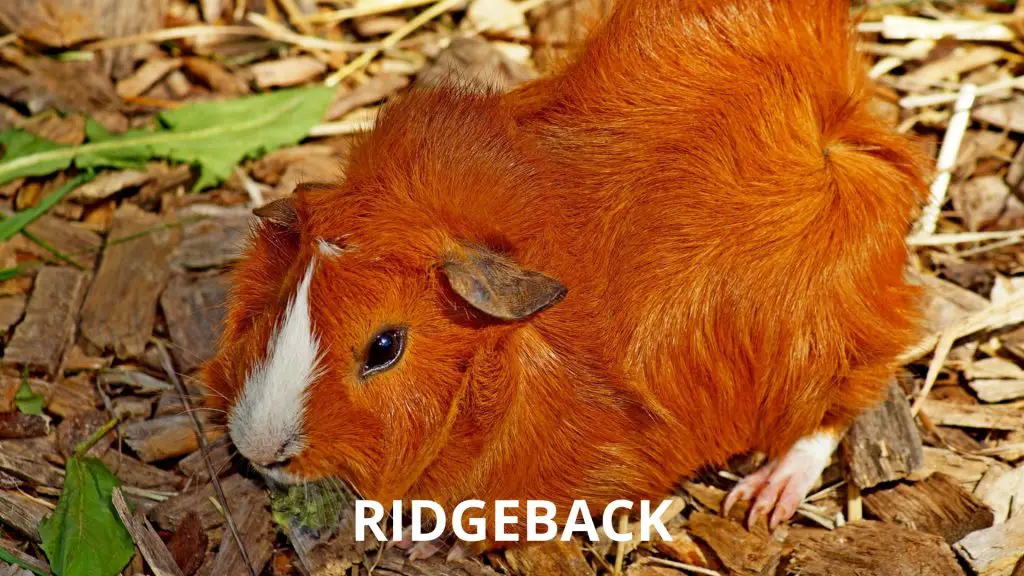 Ridgeback Guinea Pig