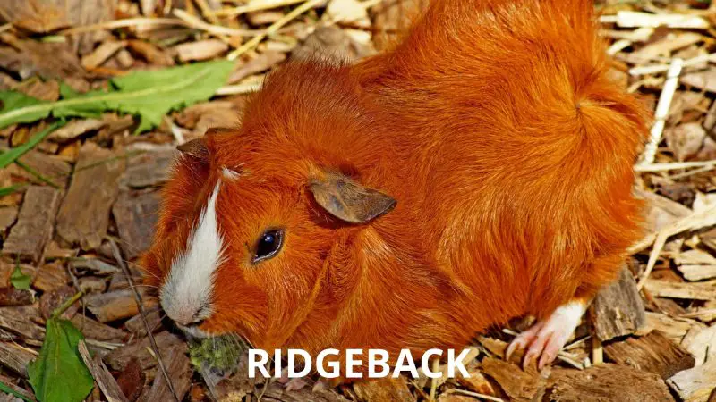 Ridgeback Guinea Pig