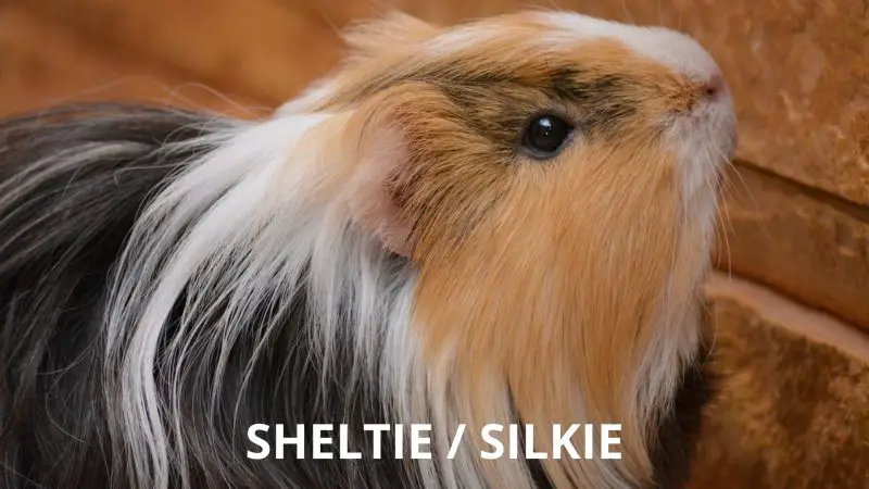 Sheltie - Silkie Long Haired Guinea Pig