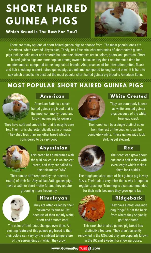 Short Haired Guinea Pig Breeds -Which Breed Is The Best For You_1