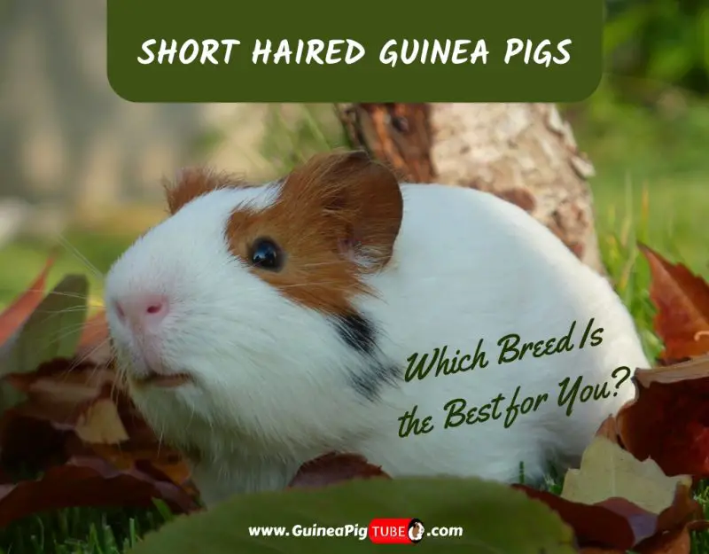 Short Haired Guinea Pigs