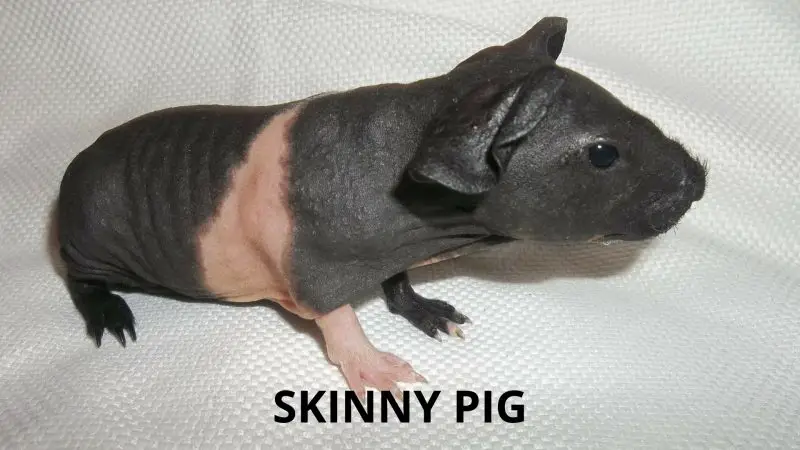 Skinny pig Guinea pig breed