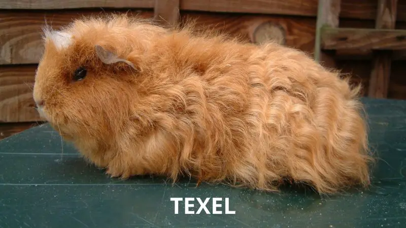 Texel Long Haired Guinea Pig