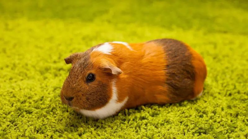 The Colors of a Guinea Pig