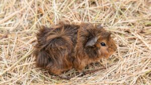 Image showcasing Do Guinea Pigs Have Allergies? | Information and Facts - Guinea Pig Tube