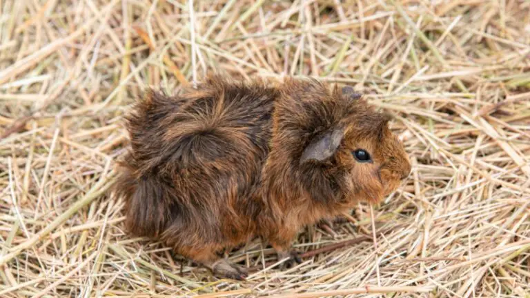 Picture of Do Guinea Pigs Have Allergies? | Information and Facts - Guinea Pig Tube