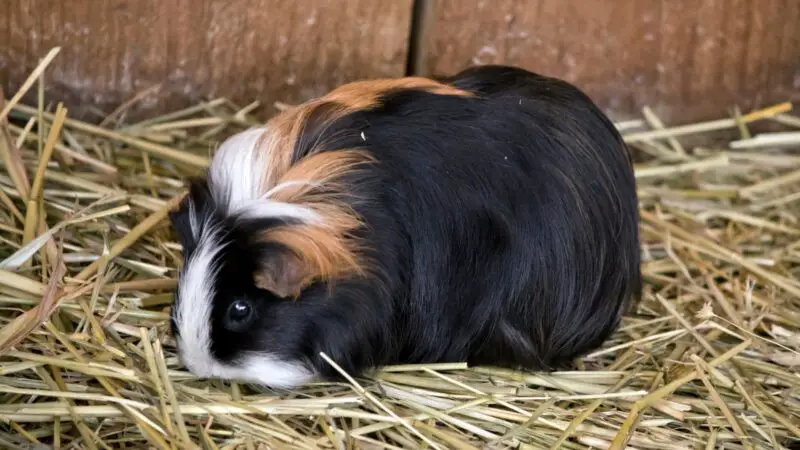 What Can Guinea Pigs Be Allergic To