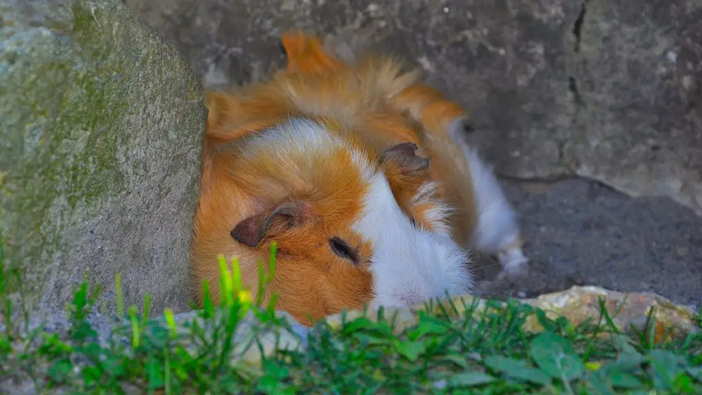 What Do Guinea Pigs Dream Of