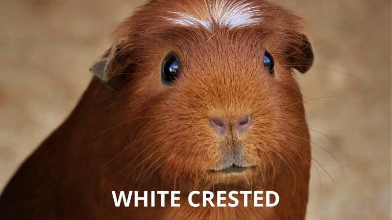 White Crested Guinea Pig