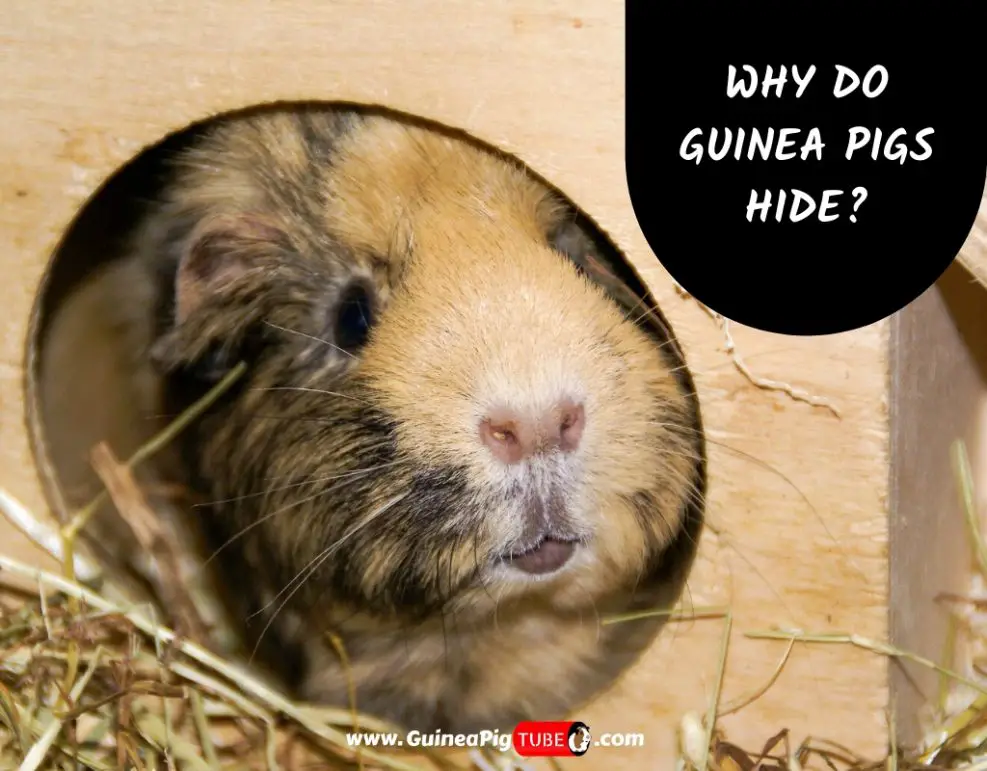 Why Do Guinea Pigs Hide? Information and Facts Guinea Pig Tube