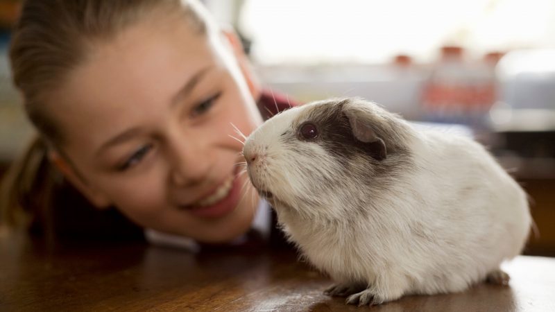 Why is Guinea Pig Training Important