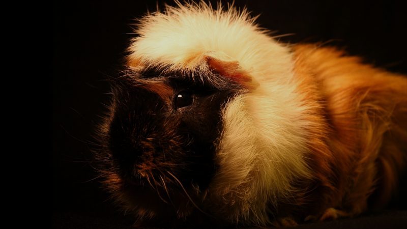 Are Guinea Pigs Nocturnal Animals