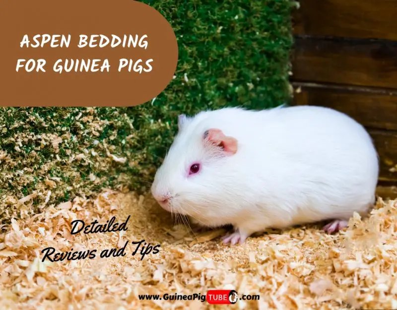 aspen shavings for guinea pigs