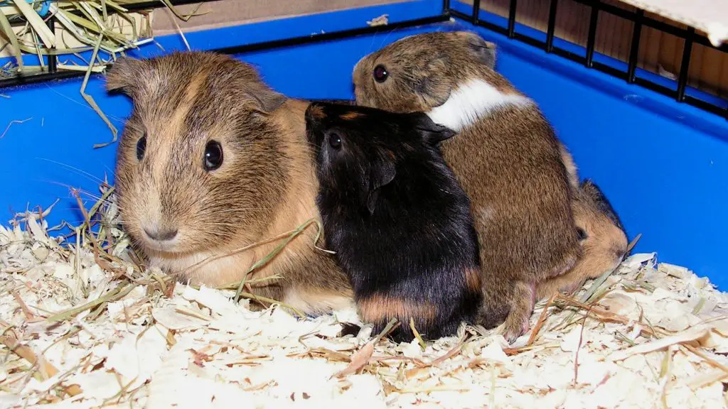 Beddings to Be Avoided and Their Effects on the Guinea Pig’s Health