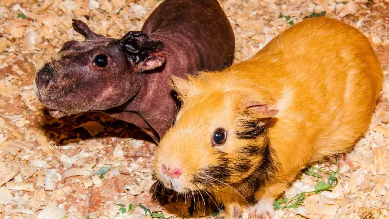 Can Guinea Pigs Be Allergic to Aspen Bedding