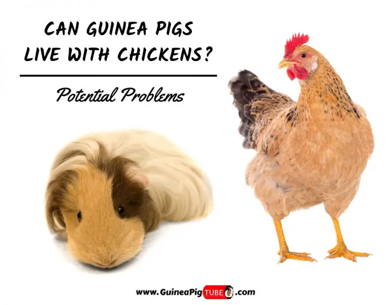 Can Guinea Pigs Live With Chickens