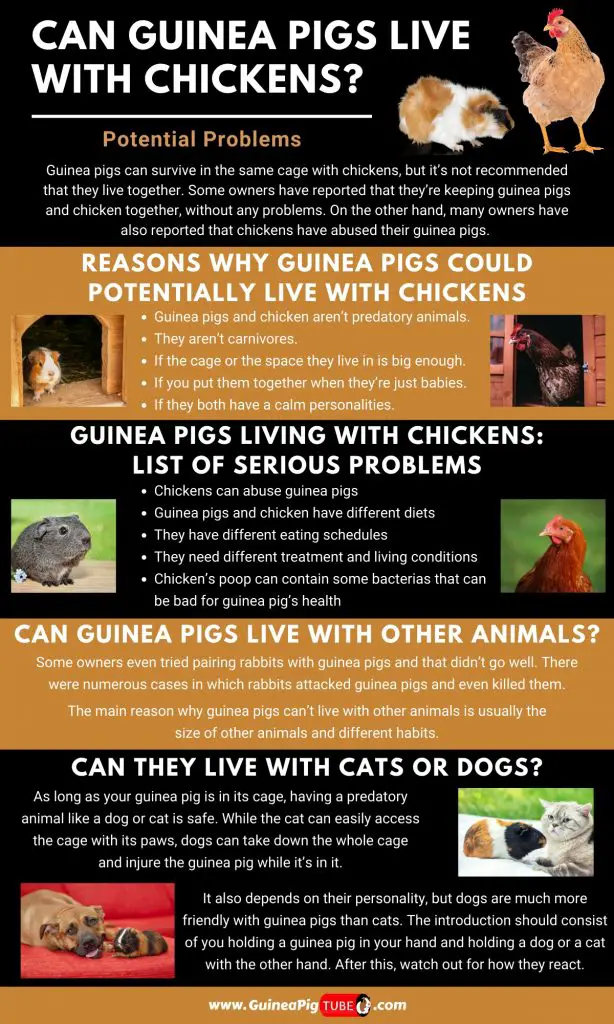 Can Guinea Pigs Live With Chickens_1