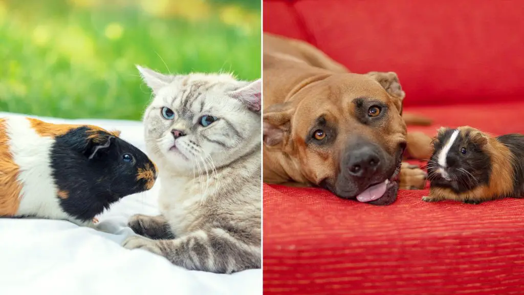 Can They Live With Cats or Dogs