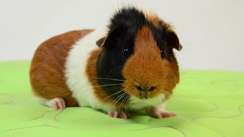 Do Guinea Pigs Need Bedding