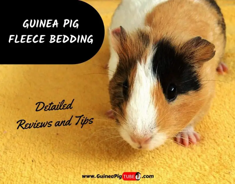 Guinea Pig Fleece Bedding.