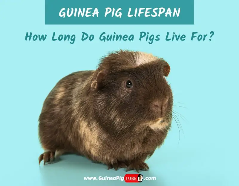 Guinea Pig Lifespan-How Long Do Guinea Pigs Live For_