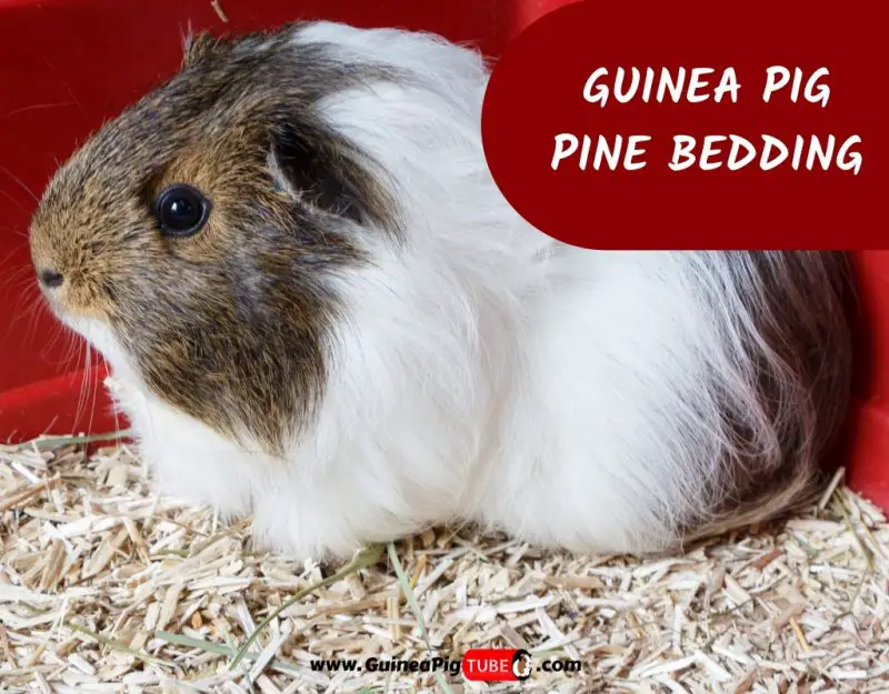 Guinea Pig Pine Bedding