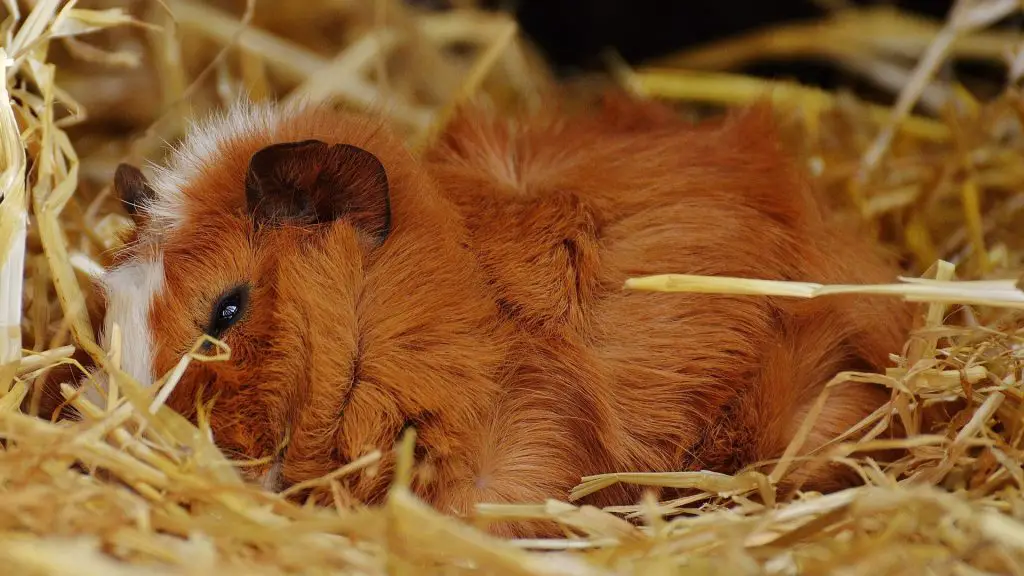 Guinea Pig Sleeping Habits