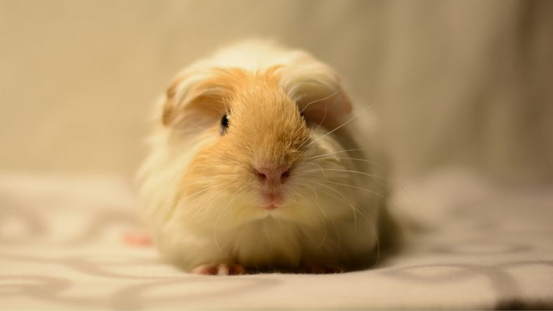 Guinea Pig's Fleece Bedding Is It a Good Choice for Every Owner