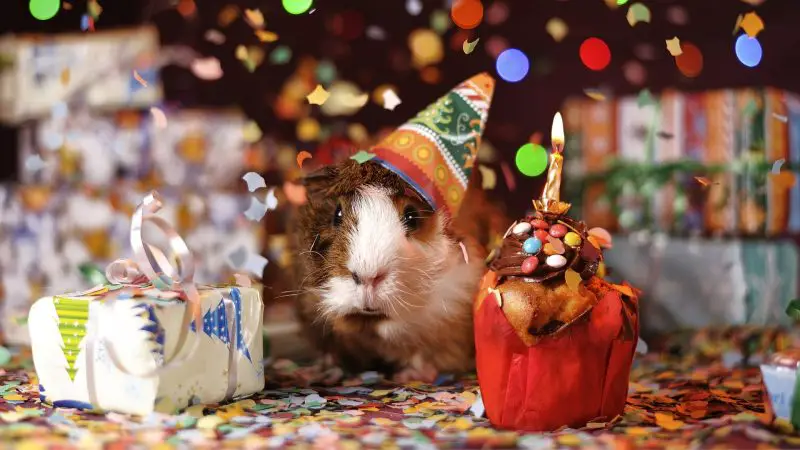 How Many Years Can a Guinea Pig Live