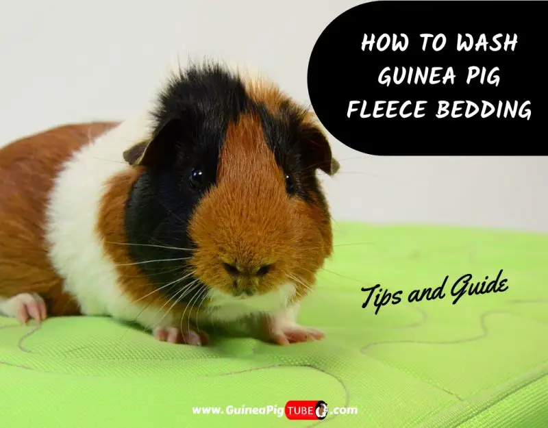 washing guinea pig fleece