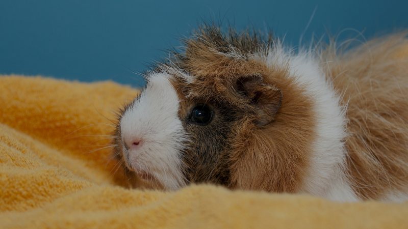 How to Put a Guinea Pig to Sleep at Home Instructions