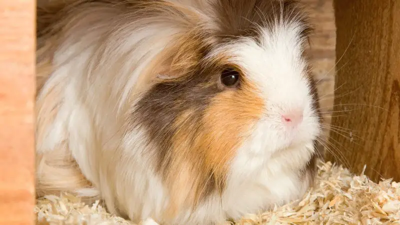 Is Aspen Bedding Safe for Guinea Pigs